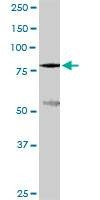 Anti-SLC3A1 Antibody