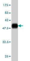 Anti-SLC45A2 Antibody