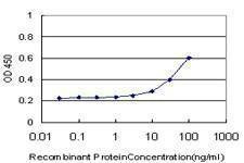 Anti-SMAD4 Antibody