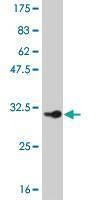 Anti-SMAD5 Antibody