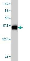 Anti-SNAPC4 Antibody