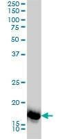 Anti-SNX12 Antibody