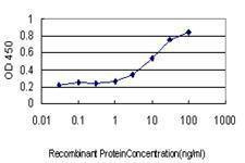 Anti-SNX12 Antibody