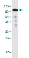 Anti-SNX9 Antibody