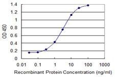 Anti-SOX12 Antibody