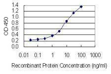 Anti-SPANXN3 Antibody