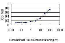 Anti-STAMBP Antibody