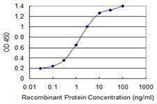 Anti-STAT6 Antibody
