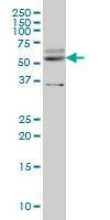 Anti-STAU2 Antibody