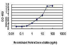 Anti-STAU2 Antibody