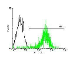 Anti-STIP1 Antibody