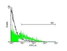 Anti-STIP1 Antibody