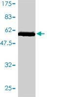 Anti-STX1A Antibody