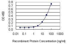 Anti-STX5A Antibody