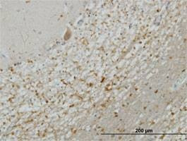 Anti-STX5A Antibody