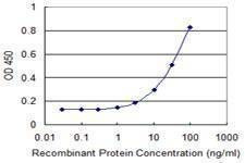 Anti-SULT4A1 Antibody