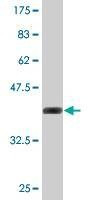 Anti-SUMO2 Antibody