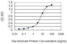 Anti-SUMO2 Antibody