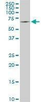 Anti-SWAP70 Antibody