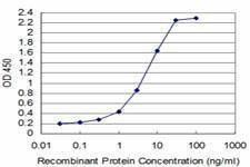 Anti-SYN1 Antibody