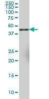 Anti-SYT11 Antibody