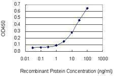 Anti-SYT11 Antibody