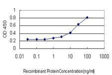 Anti-TAP1 Antibody