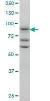 Anti-TAX1BP1 Antibody