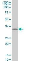 Anti-TAZ Antibody