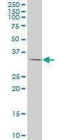 Anti-TAZ Antibody