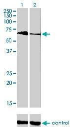 Anti-TBX5 Antibody