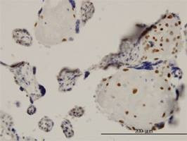 Anti-TEAD4 Antibody