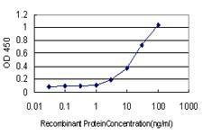 Anti-TP53BP1 Antibody