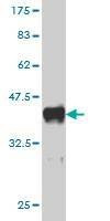 Anti-TRAF3 Antibody
