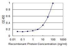 Anti-TRIB2 Antibody