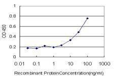 Anti-TRIM23 Antibody
