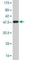 Anti-TRIM28 Antibody