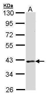 Anti-DMC1 Antibody