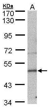 Anti-SEPT7 Antibody