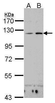 Anti-Integrin alphaX Antibody