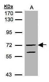 Anti-RAPGEF5 Antibody