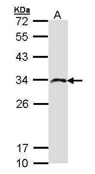 Anti-IMPA2 Antibody