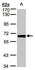 Anti-ZNF169 Antibody