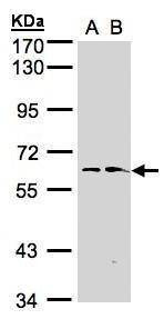 Anti-FMO1 Antibody