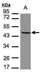 Anti-STOML1 Antibody