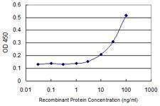 Anti-TSSK3 Antibody