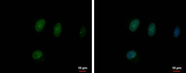 Anti-TFEC (N-term) Antibody