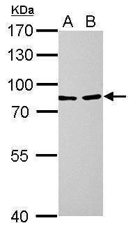 Anti-LOXL2 Antibody