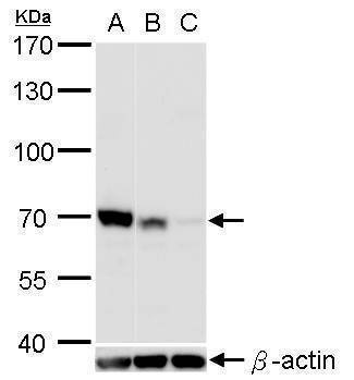 Anti-LOXL2 Antibody