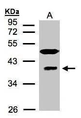 Anti-RAE1 (C-term) Antibody